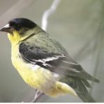 Screenshot 2026-02-04 at 5.02.38 PM